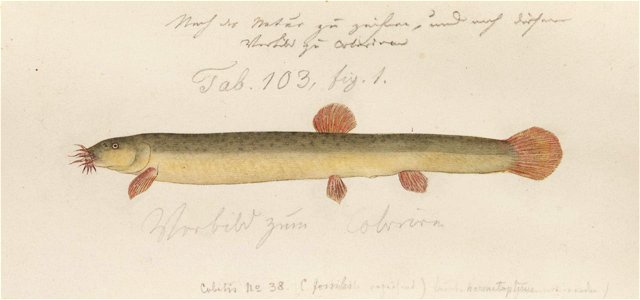 Naturalis Biodiversity Center - RMNH.ART.141 - Misgurnus anguillicaudatus (Cantor) - Kawahara Keiga - 1823 - 1829 - Siebold Collection - pencil drawing - water colour