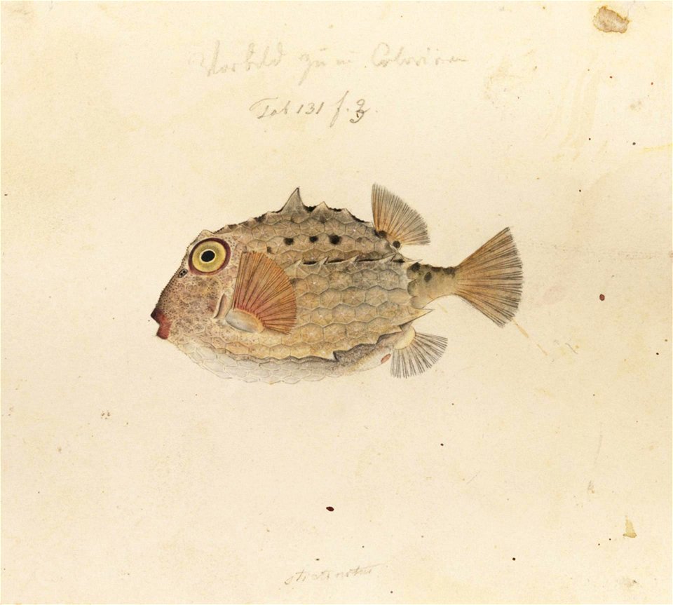 Naturalis Biodiversity Center - RMNH.ART.183 - Kentrocapros aculeatus (Houttuyn) - Kawahara Keiga - 1823 - 1829 - Siebold Collection - pencil drawing - water colour