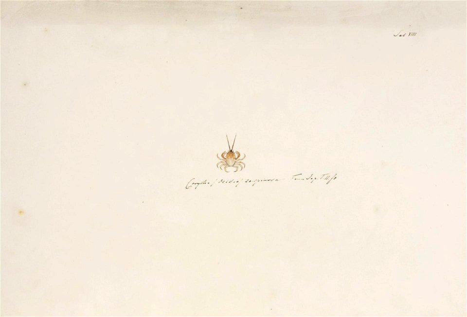 Naturalis Biodiversity Center - RMNH.ART.879 - Gomeza bicornis - Kawahara Keiga - 1823 - 1829 - Siebold Collection - pencil drawing - water colour
