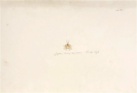 Naturalis Biodiversity Center - RMNH.ART.879 - Gomeza bicornis - Kawahara Keiga - 1823 - 1829 - Siebold Collection - pencil drawing - water colour