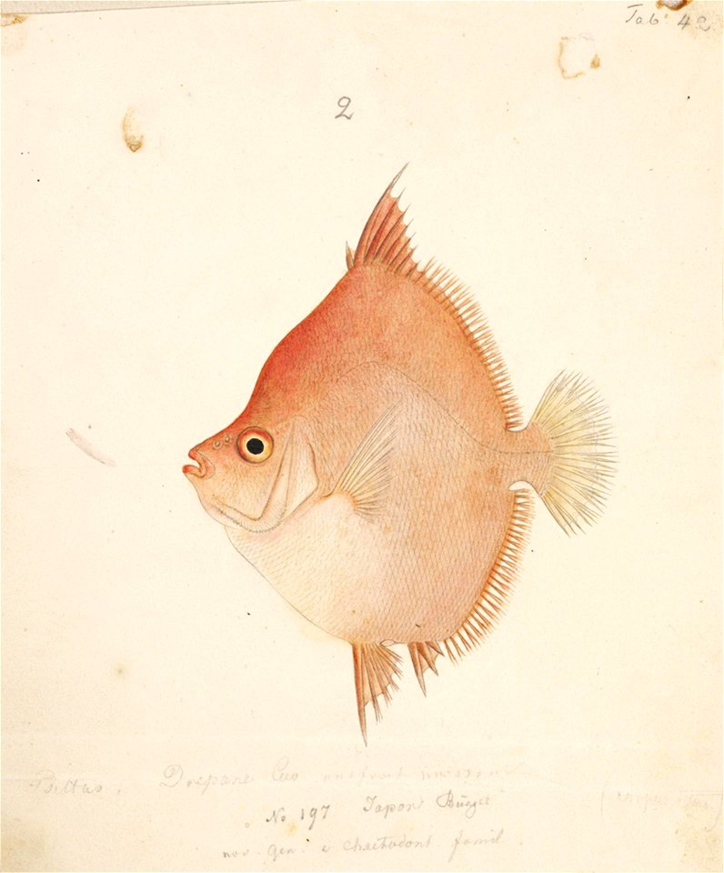 Naturalis Biodiversity Center - RMNH.ART.242 - Antigonia rubescens (Gunther) - Kawahara Keiga - 1823 - 1829 - Siebold Collection - pencil drawing - water colour