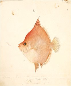 Naturalis Biodiversity Center - RMNH.ART.242 - Antigonia rubescens (Gunther) - Kawahara Keiga - 1823 - 1829 - Siebold Collection - pencil drawing - water colour