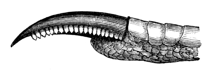 Natural History, Birds - Heron claw