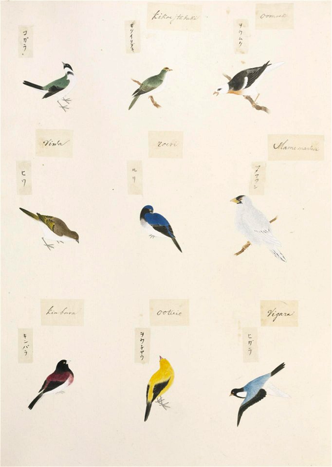 Naturalis Biodiversity Center - RMNH.ART.301-Sturnus cineraceus-Eophona personata-Parus ater-Dicrurus macrocercus-Cyanoptila cyanomelana-Kawahara Keiga-1823-1829-Siebold Collection-pencil drawing-water colour