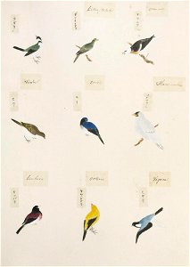 Naturalis Biodiversity Center - RMNH.ART.301-Sturnus cineraceus-Eophona personata-Parus ater-Dicrurus macrocercus-Cyanoptila cyanomelana-Kawahara Keiga-1823-1829-Siebold Collection-pencil drawing-water colour