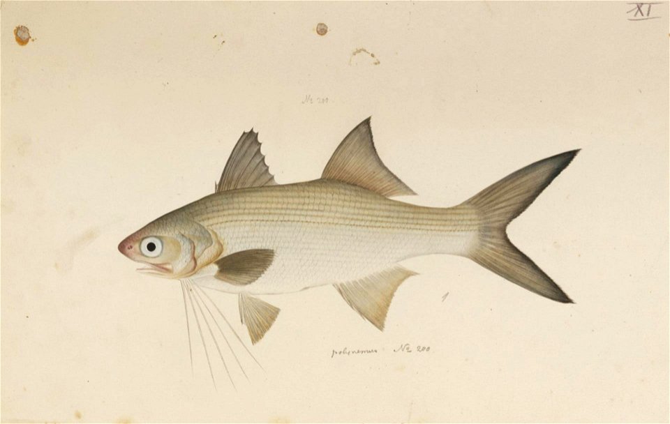 Naturalis Biodiversity Center - RMNH.ART.162 - Polydactylus plebejus (Broussonet) - Kawahara Keiga - 1823 - 1829 - Siebold Collection - pencil drawing - water colour
