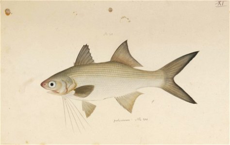 Naturalis Biodiversity Center - RMNH.ART.162 - Polydactylus plebejus (Broussonet) - Kawahara Keiga - 1823 - 1829 - Siebold Collection - pencil drawing - water colour