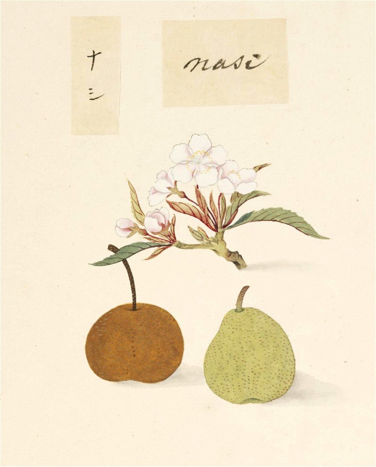 Naturalis Biodiversity Center - RMNH.ART.643 - Pyrus pyrifolia cus. - Kawahara Keiga - 1823 - 1829 - Siebold Collection - pencil drawing - water colour
