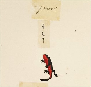 Naturalis Biodiversity Center - RMNH.ART.607 - Cynops pyrrhogaster - Kawahara Keiga - 1823 - 1829 - Siebold Collection - pencil drawing - water colour