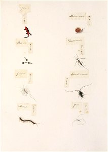 Naturalis Biodiversity Center - RMNH.ART.332 - Cynops pyrrhogaster - Thereuonema tuberculata - indets - Kawahara Keiga - 1823 - 1829 - Siebold Collection - pencil drawing - water colour