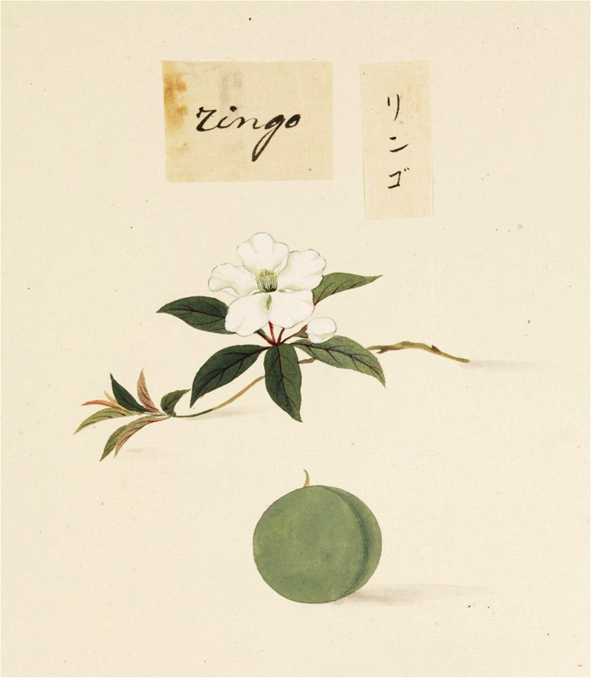 Naturalis Biodiversity Center - RMNH.ART.630 - Malus pumilia var. domestica - Kawahara Keiga - 1823 - 1829 - Siebold Collection - pencil drawing - water colour