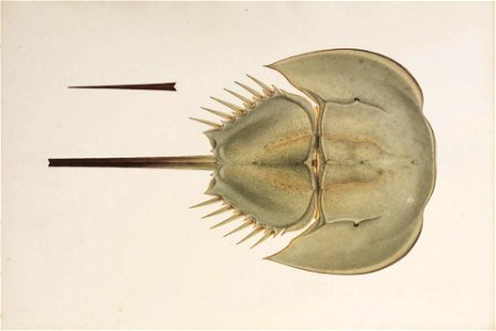 Naturalis Biodiversity Center - RMNH.ART.24 - Tachypleus tridentatus - Kawahara Keiga - 1823 - 1829 - Siebold Collection - pencil drawing - water colour