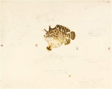 Naturalis Biodiversity Center - RMNH.ART.848 - Histrio histrio (Linnaeus) - Kawahara Keiga - 1823 - 1829 - Siebold Collection - pencil drawing - water colour