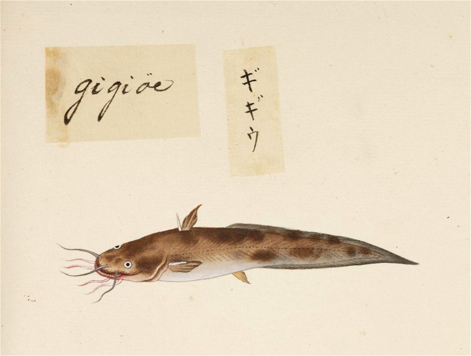 Naturalis Biodiversity Center - RMNH.ART.549 - Inaccurate picture of Plotosus lineatus - Kawahara Keiga - 1823 - 1829 - Siebold Collection - pencil drawing - water colour
