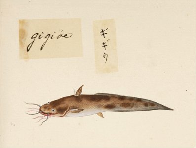 Naturalis Biodiversity Center - RMNH.ART.549 - Inaccurate picture of Plotosus lineatus - Kawahara Keiga - 1823 - 1829 - Siebold Collection - pencil drawing - water colour