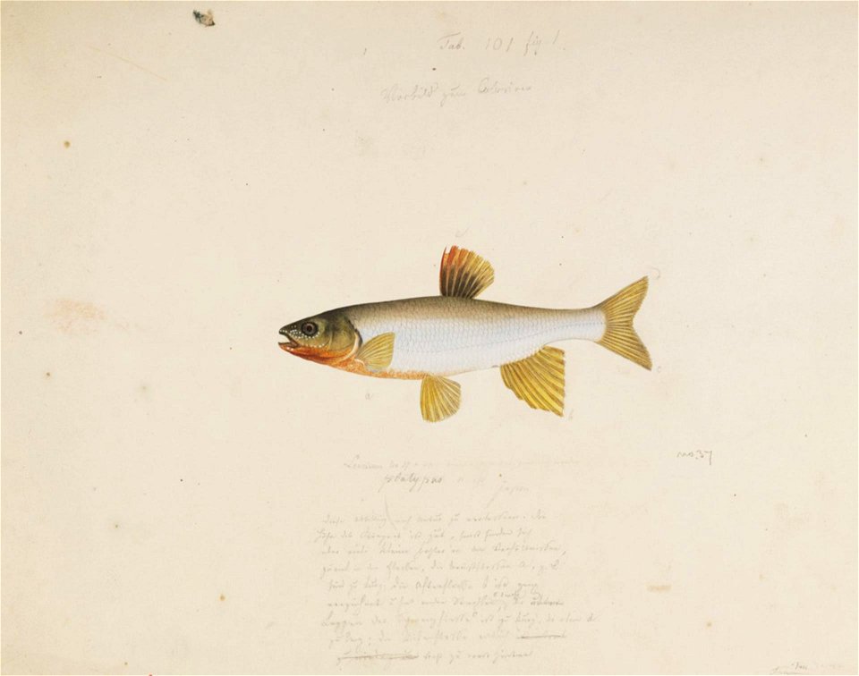 Naturalis Biodiversity Center - RMNH.ART.133 - Zacco platypus Temminck and Schlegel - Kawahara Keiga - 1823 - 1829 - Siebold Collection - pencil drawing - water colour