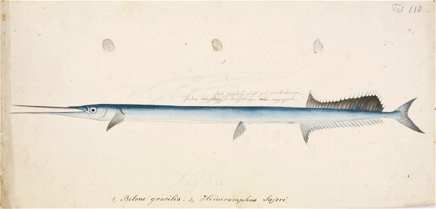 Naturalis Biodiversity Center - RMNH.ART.37 - Tylosurus anastomella (Linnaeus) - Kawahara Keiga - 1823 - 1829 - Siebold Collection - pencil drawing - water colour