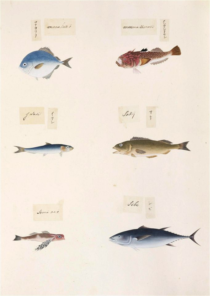 Naturalis Biodiversity Center - RMNH.ART.315 - Lactoris cornutus - Thunnus obesus - Pampus argenteus - Uranoscopus japonicus - indet - Kawahara Keiga - 1823 - 1829 - Siebold Collection - pencil drawing - water colour