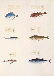 Naturalis Biodiversity Center - RMNH.ART.315 - Lactoris cornutus - Thunnus obesus - Pampus argenteus - Uranoscopus japonicus - indet - Kawahara Keiga - 1823 - 1829 - Siebold Collection - pencil drawing - water colour