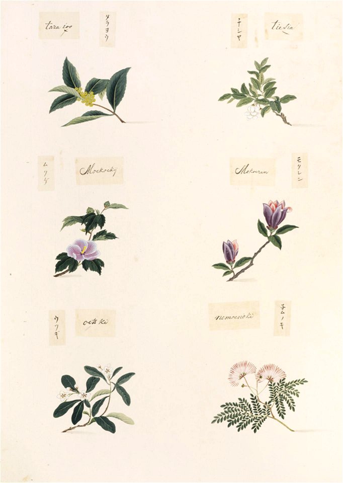 Naturalis Biodiversity Center - RMNH.ART.360-Albizia julibrissin-Hibiscus syriacus-Deutzia crenata-Magnolia quinquepeta- Magnolia liliiflora-Kawahara Keiga-1823-1829-Siebold Collection-pencil drawing-water colour