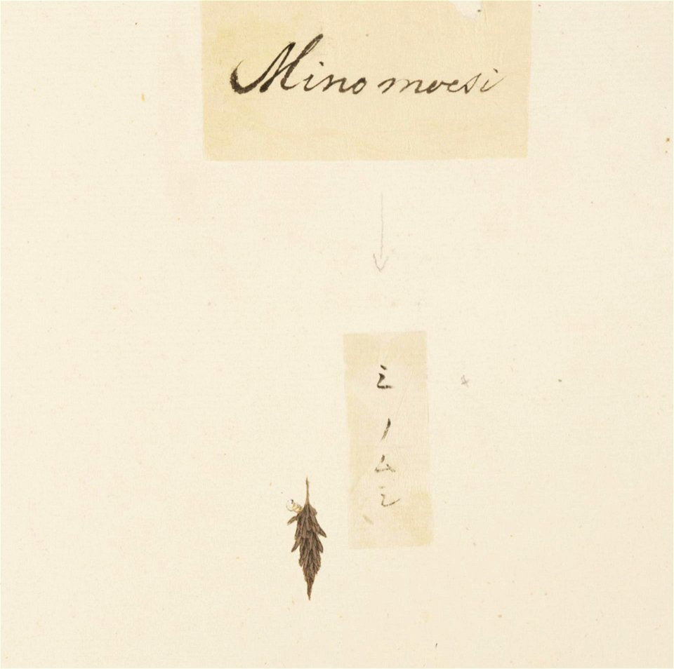 Naturalis Biodiversity Center - RMNH.ART.611 - Eumeta japonica - Kawahara Keiga - 1823 - 1829 - Siebold Collection - pencil drawing - water colour