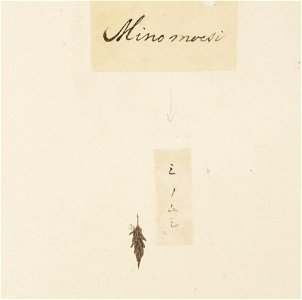 Naturalis Biodiversity Center - RMNH.ART.611 - Eumeta japonica - Kawahara Keiga - 1823 - 1829 - Siebold Collection - pencil drawing - water colour