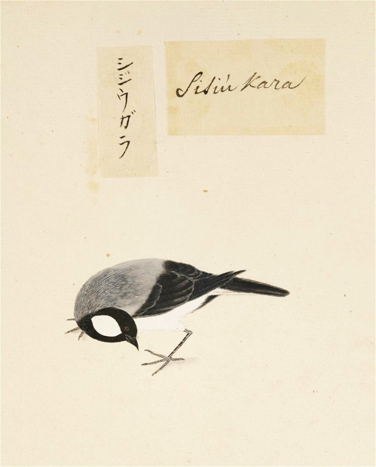 Naturalis Biodiversity Center - RMNH.ART.387 - Parus major - Kawahara Keiga - 1823 - 1829 - Siebold Collection - pencil drawing - water colour