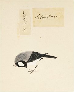 Naturalis Biodiversity Center - RMNH.ART.387 - Parus major - Kawahara Keiga - 1823 - 1829 - Siebold Collection - pencil drawing - water colour