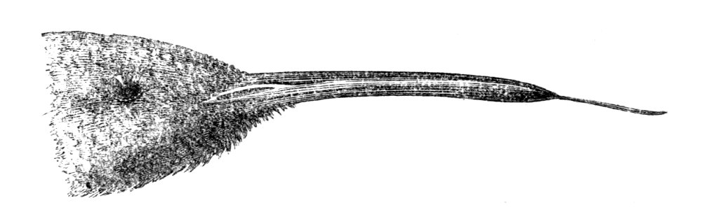 Natural History, Birds - Lampornis