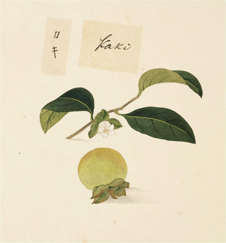 Naturalis Biodiversity Center - RMNH.ART.628 - Diospyros kaki - Kawahara Keiga - 1823 - 1829 - Siebold Collection - pencil drawing - water colour