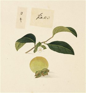 Naturalis Biodiversity Center - RMNH.ART.628 - Diospyros kaki - Kawahara Keiga - 1823 - 1829 - Siebold Collection - pencil drawing - water colour