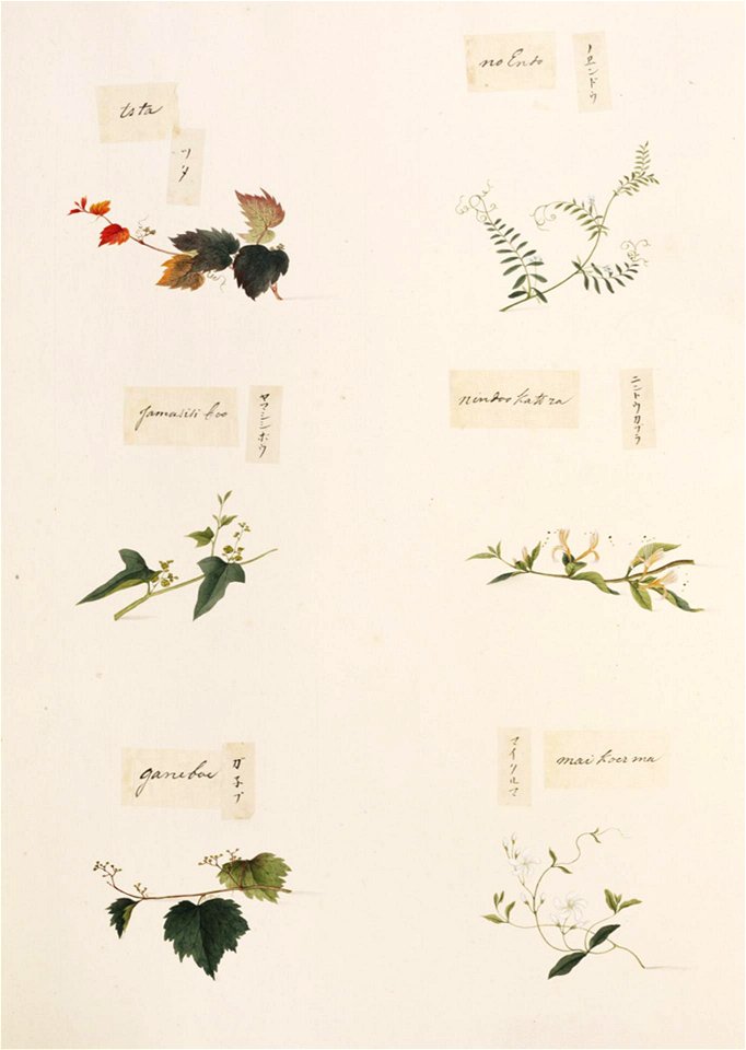 Naturalis Biodiversity Center - RMNH.ART.338 - Lonicera japonica - Vicia angustifolia - Parthenocissus tricuspidata - indets - Kawahara Keiga - 1823 - 1829 - Siebold Collection - pencil drawing - water colour