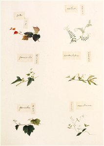 Naturalis Biodiversity Center - RMNH.ART.338 - Lonicera japonica - Vicia angustifolia - Parthenocissus tricuspidata - indets - Kawahara Keiga - 1823 - 1829 - Siebold Collection - pencil drawing - water colour