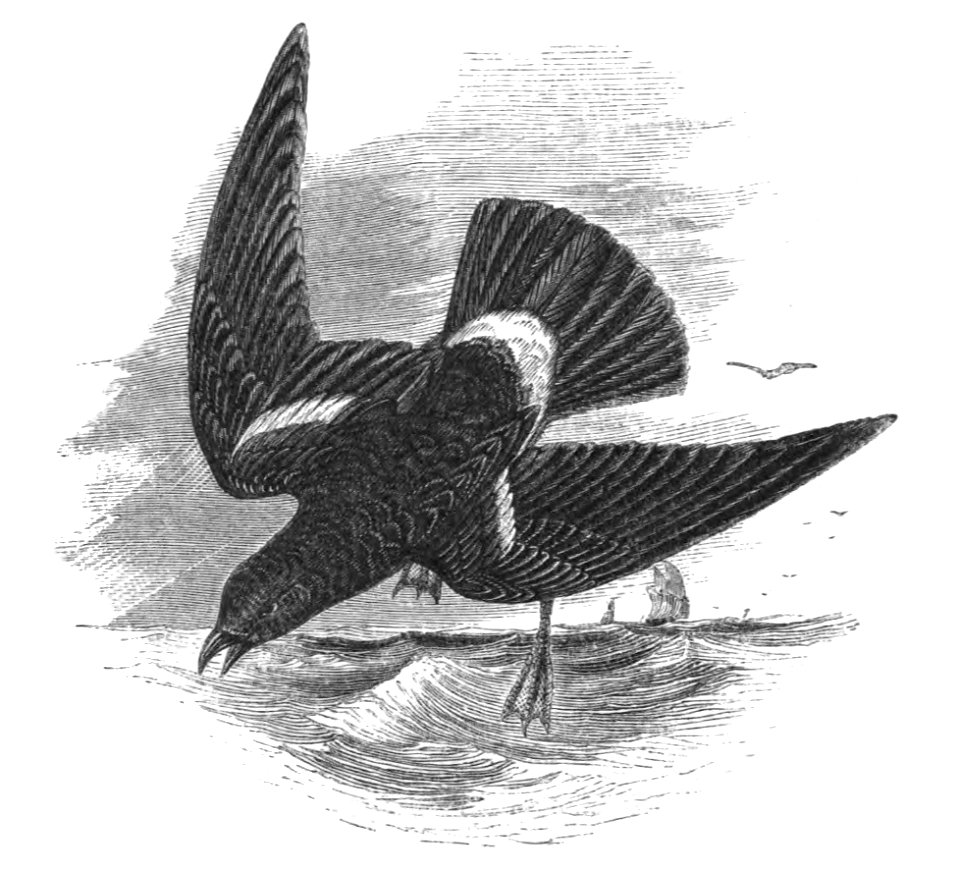 Natural History, Birds - Wilson's Petrel