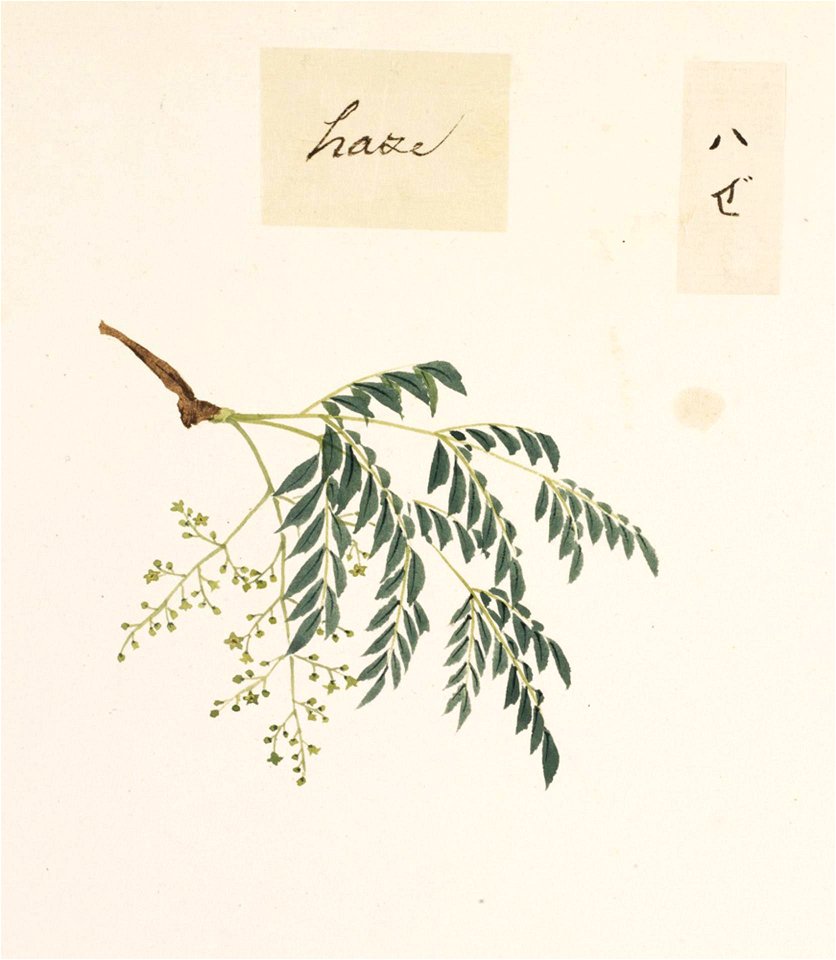 Naturalis Biodiversity Center - RMNH.ART.833 - Rhus succedanea L. - Kawahara Keiga - 1823 - 1829 - Siebold Collection - pencil drawing - water colour