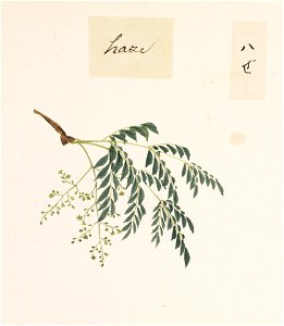 Naturalis Biodiversity Center - RMNH.ART.833 - Rhus succedanea L. - Kawahara Keiga - 1823 - 1829 - Siebold Collection - pencil drawing - water colour