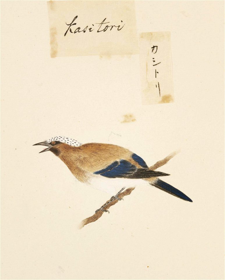 Naturalis Biodiversity Center - RMNH.ART.420 - Garrulus glandarius - Kawahara Keiga - 1823 - 1829 - Siebold Collection - pencil drawing - water colour