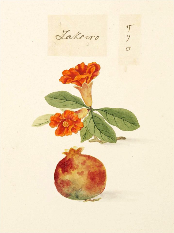 Naturalis Biodiversity Center - RMNH.ART.626 - Punica granatum - Kawahara Keiga - 1823 - 1829 - Siebold Collection - pencil drawing - water colour