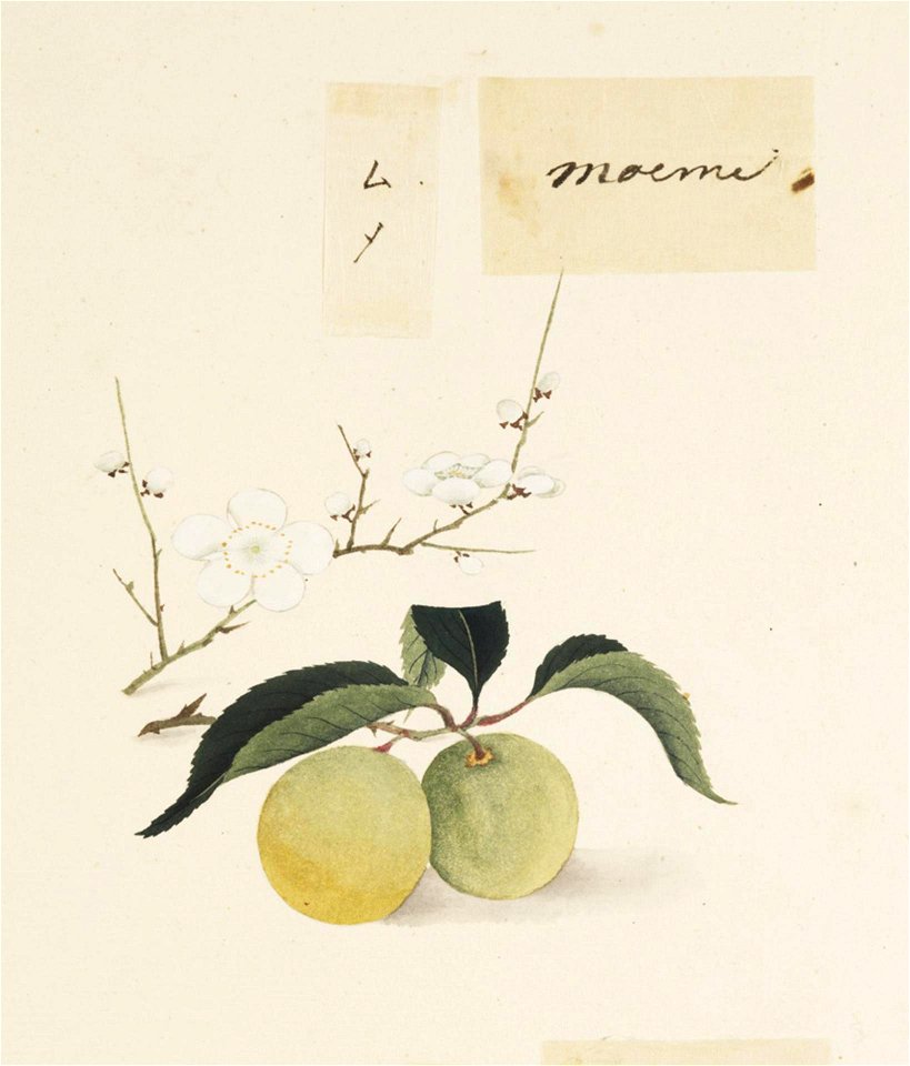 Naturalis Biodiversity Center - RMNH.ART.645 - Prunus mume - Kawahara Keiga - 1823 - 1829 - Siebold Collection - pencil drawing - water colour