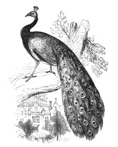 Natural History, Birds - Peacock