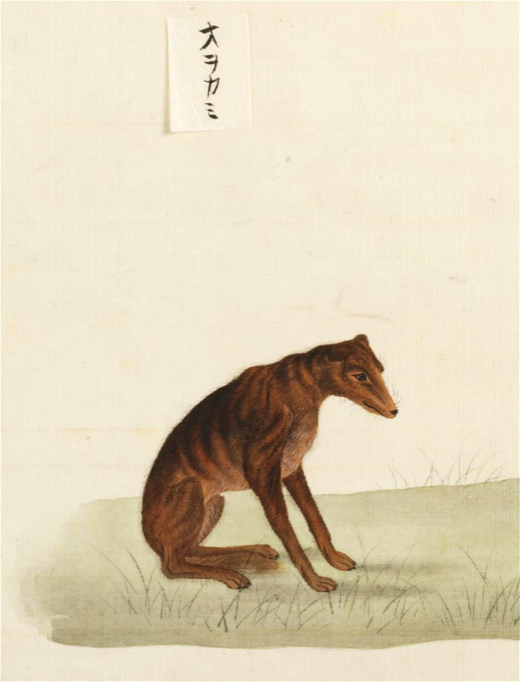 Naturalis Biodiversity Center - RMNH.ART.103 - Canis lupus hodophilax - Kawahara Keiga - 1823 - 1829 - Siebold Collection - pencil drawing - water colour