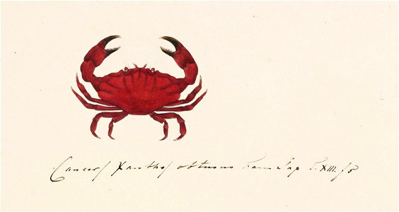 Naturalis Biodiversity Center - RMNH.ART.6 - Liomera venosa - Kawahara Keiga - 1823 - 1829 - Siebold Collection - pencil drawing - water colour