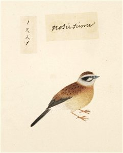 Naturalis Biodiversity Center - RMNH.ART.428 - Emberiza cioides - Kawahara Keiga - 1823 - 1829 - Siebold Collection - pencil drawing - water colour