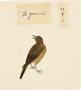 Naturalis Biodiversity Center - RMNH.ART.394 - Turdus naumanni - Kawahara Keiga - 1823 - 1829 - Siebold Collection - pencil drawing - water colour
