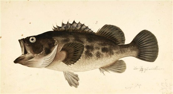 Naturalis Biodiversity Center - RMNH.ART.299 - Sebastiscus inermis (Cuvier) - Kawahara Keiga - 1823 - 1829 - Siebold Collection - pencil drawing - water colour