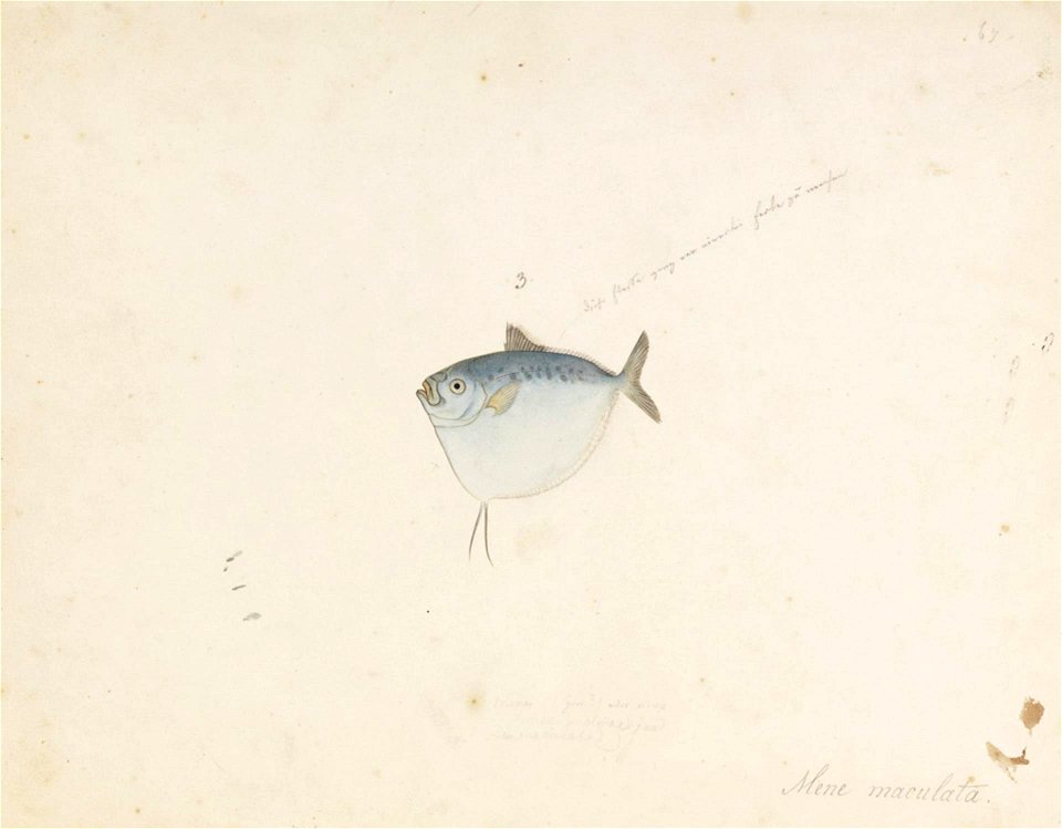 Naturalis Biodiversity Center - RMNH.ART.650 - Mene maculata (Bloch and Schneider) - Kawahara Keiga - 1823 - 1829 - Siebold Collection - pencil drawing - water colour