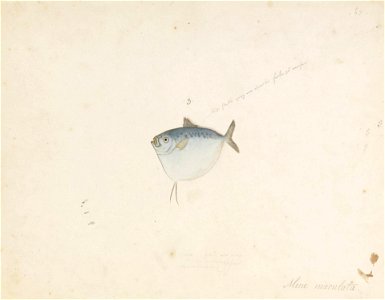 Naturalis Biodiversity Center - RMNH.ART.650 - Mene maculata (Bloch and Schneider) - Kawahara Keiga - 1823 - 1829 - Siebold Collection - pencil drawing - water colour