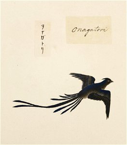 Naturalis Biodiversity Center - RMNH.ART.433 - Cyanopica cyana - Kawahara Keiga - 1823 - 1829 - Siebold Collection - pencil drawing - water colour