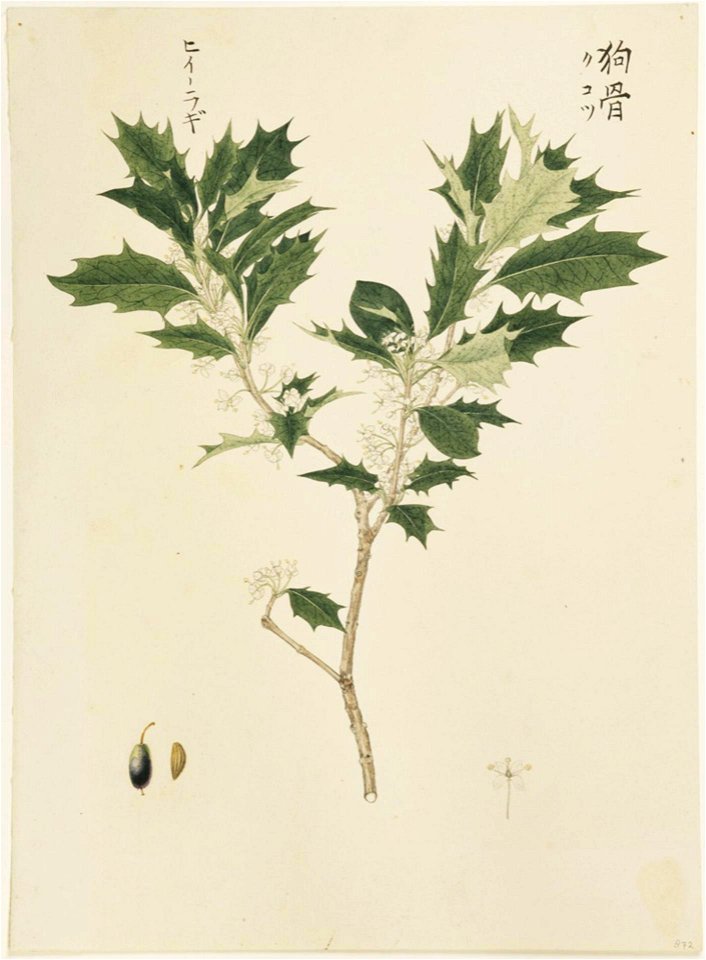 Naturalis Biodiversity Center - RMNH.ART.888 - Osmanthus heterophyllus - Kawahara Keiga - 1823 - 1829 - Siebold Collection - pencil drawing - water colour