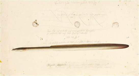 Naturalis Biodiversity Center - RMNH.ART.160 - Anguilla japonica Temminck and Schlegel - Kawahara Keiga - 1823 - 1829 - Siebold Collection - pencil drawing - water colour